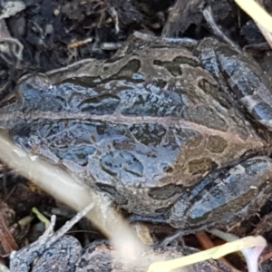 Limnodynastes tasmaniensis at Holt, ACT - 10 Aug 2021