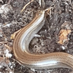 Hemiergis talbingoensis (Three-toed Skink) at Holt, ACT - 10 Aug 2021 by trevorpreston