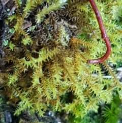 Triquetrella (A trailing moss) at Aranda Bushland - 10 Aug 2021 by trevorpreston