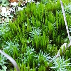 Campylopus (A moss) at Holt, ACT - 10 Aug 2021 by trevorpreston