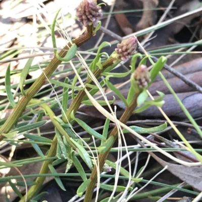 Stackhousia monogyna (Creamy Candles) at Jacka, ACT - 5 Aug 2021 by Tapirlord