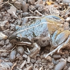 Limnodynastes tasmaniensis (Spotted Grass Frog) at Aranda Bushland - 10 Aug 2021 by trevorpreston