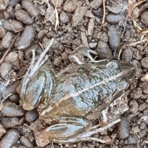 Limnodynastes tasmaniensis at Holt, ACT - 10 Aug 2021