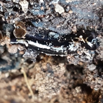 Parakontikia atrata (The Black planarian) at Aranda Bushland - 10 Aug 2021 by trevorpreston