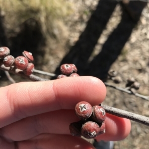 Eucalyptus blakelyi at Jacka, ACT - 5 Aug 2021