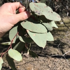 Eucalyptus macrorhyncha subsp. macrorhyncha at Jacka, ACT - 5 Aug 2021