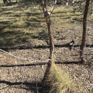 Eucalyptus macrorhyncha subsp. macrorhyncha at Jacka, ACT - 5 Aug 2021