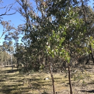 Eucalyptus macrorhyncha subsp. macrorhyncha at Jacka, ACT - 5 Aug 2021