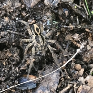 Venatrix speciosa at Jacka, ACT - 5 Aug 2021