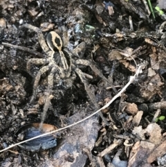 Venatrix speciosa at Jacka, ACT - 5 Aug 2021