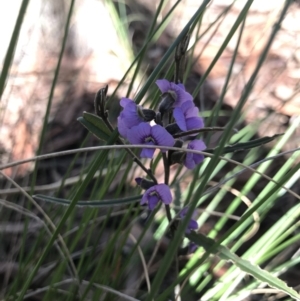 Hovea heterophylla at Holt, ACT - 10 Aug 2021 12:12 PM