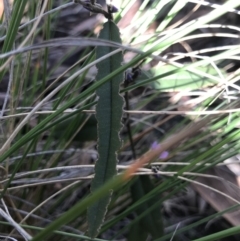 Hovea heterophylla at Holt, ACT - 10 Aug 2021 12:12 PM