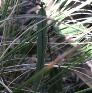 Hovea heterophylla at Holt, ACT - 10 Aug 2021 12:12 PM