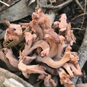 Clavulina vinaceocervina at Holt, ACT - 10 Aug 2021 12:14 PM