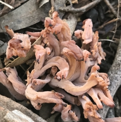 Clavulina vinaceocervina (Dark-tipped Coral) at Aranda Bushland - 10 Aug 2021 by MattFox