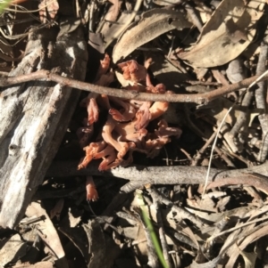 Clavulina vinaceocervina at Holt, ACT - 10 Aug 2021 12:14 PM