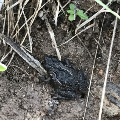 Crinia parinsignifera (Plains Froglet) at Jacka, ACT - 5 Aug 2021 by Tapirlord