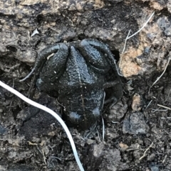 Limnodynastes tasmaniensis at Jacka, ACT - 5 Aug 2021