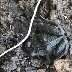 Limnodynastes tasmaniensis at Jacka, ACT - 5 Aug 2021