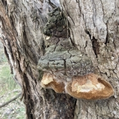 Phellinus sp. (non-resupinate) (A polypore) at Wanniassa Hill - 9 Aug 2021 by AnneG1