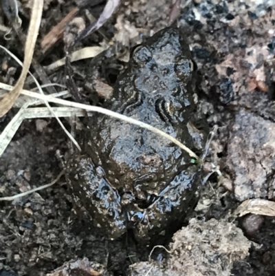 Crinia sp. (genus) (A froglet) at Jacka, ACT - 5 Aug 2021 by Tapirlord