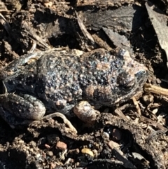 Uperoleia laevigata (Smooth Toadlet) at Mulligans Flat - 5 Aug 2021 by Tapirlord