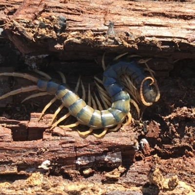 Ethmostigmus rubripes (Giant centipede) at Jacka, ACT - 5 Aug 2021 by Tapirlord