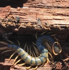 Ethmostigmus rubripes at Jacka, ACT - 5 Aug 2021