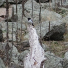 Melanodryas cucullata (Hooded Robin) at Tennent, ACT - 8 Aug 2021 by Christine