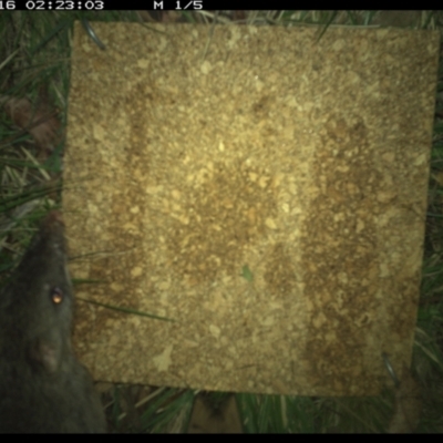 Perameles nasuta (Long-nosed Bandicoot) at Namadgi National Park - 15 Dec 2020 by StephCJ