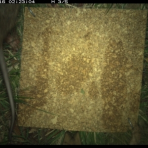 Perameles nasuta at Cotter River, ACT - 16 Dec 2020