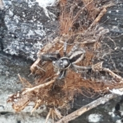 Jotus sp. (genus) (Unidentified Jotus Jumping Spider) at O'Connor, ACT - 10 Aug 2021 by trevorpreston