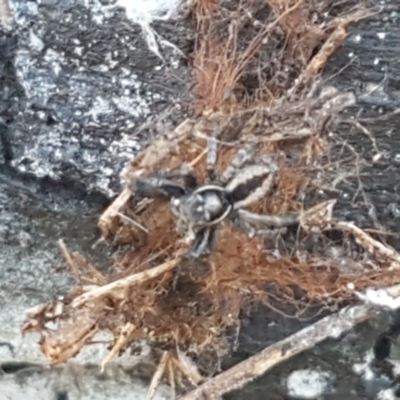 Jotus sp. (genus) (Unidentified Jotus Jumping Spider) at O'Connor, ACT - 10 Aug 2021 by trevorpreston