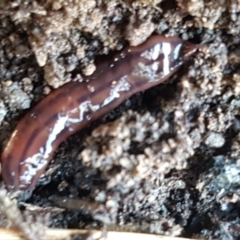 Anzoplana trilineata (A Flatworm) at Bruce, ACT - 10 Aug 2021 by trevorpreston