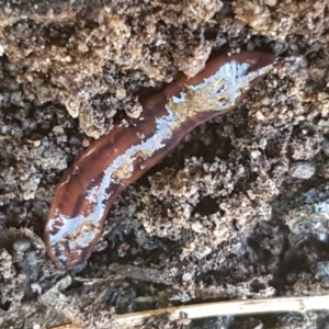 Anzoplana trilineata at Bruce, ACT - 10 Aug 2021