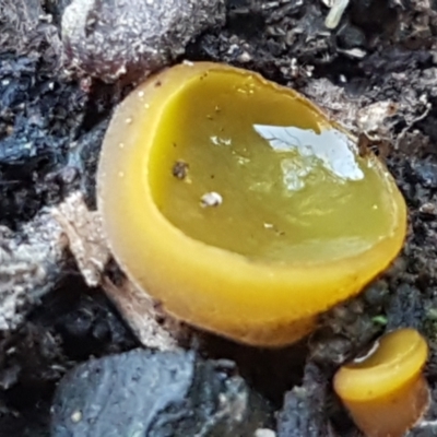 Aleurina ferruginea (Fleshy Cup Fungus) at Bruce, ACT - 10 Aug 2021 by tpreston