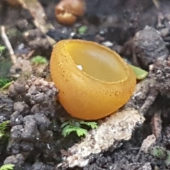 Aleurina ferruginea at Bruce, ACT - 10 Aug 2021 01:04 PM