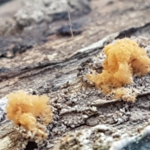 Arcyria sp. (genus) at Bruce, ACT - 10 Aug 2021