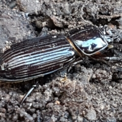 Aulacocyclus edentulus (Passalid beetle) at O'Connor, ACT - 10 Aug 2021 by tpreston