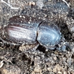 Semanopterus subcostatus (Scarab beetle) at Bruce, ACT - 10 Aug 2021 by tpreston