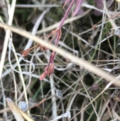 Hypericum gramineum at Jacka, ACT - 5 Aug 2021 01:49 PM