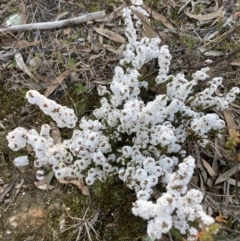 Leucopogon attenuatus (Small-leaved Beard Heath) at Tuggeranong DC, ACT - 9 Aug 2021 by AnneG1