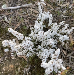 Styphelia attenuata at Tuggeranong DC, ACT - 9 Aug 2021 04:16 PM