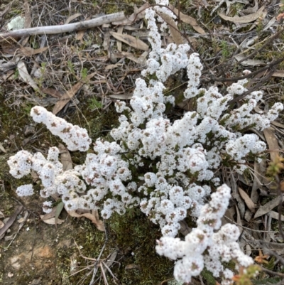 Leucopogon attenuatus (Small-leaved Beard Heath) at Wanniassa Hill - 9 Aug 2021 by AnneG1