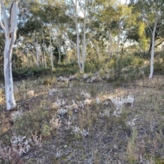 Leucopogon attenuatus at Tuggeranong DC, ACT - 9 Aug 2021