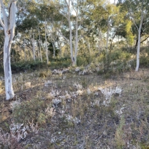 Styphelia attenuata at Tuggeranong DC, ACT - 9 Aug 2021 04:16 PM