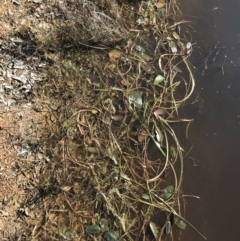 Ottelia ovalifolia (Swamp Lily) at Jacka, ACT - 5 Aug 2021 by Tapirlord