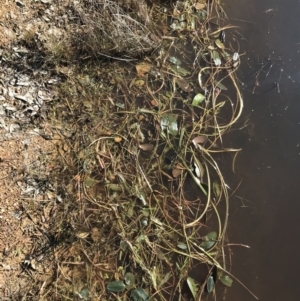 Ottelia ovalifolia at Jacka, ACT - 5 Aug 2021 01:52 PM