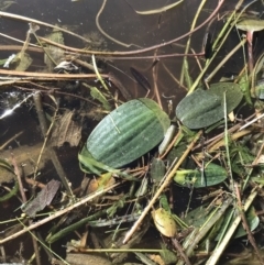 Ottelia ovalifolia at Jacka, ACT - 5 Aug 2021 01:52 PM