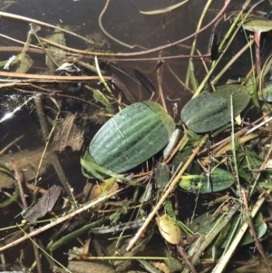 Ottelia ovalifolia at Jacka, ACT - 5 Aug 2021 01:52 PM